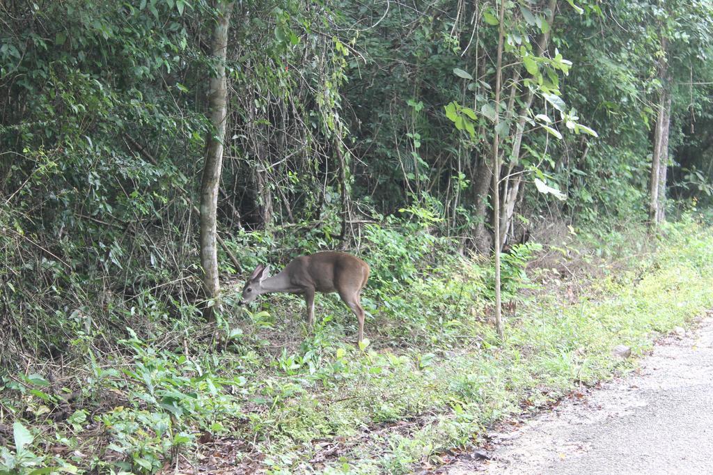 Campamento Yaax Che En Calakmul Conhuas Exteriör bild